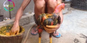coi-da-ga-cua-dao-truc-tiep-2