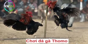 ga-thomo-truc-tiep-ngay-hom-nay-2